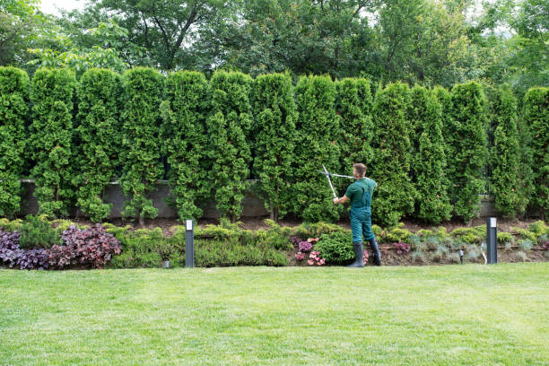 Best Tree and Shrub Care  in Jenkintown, PA